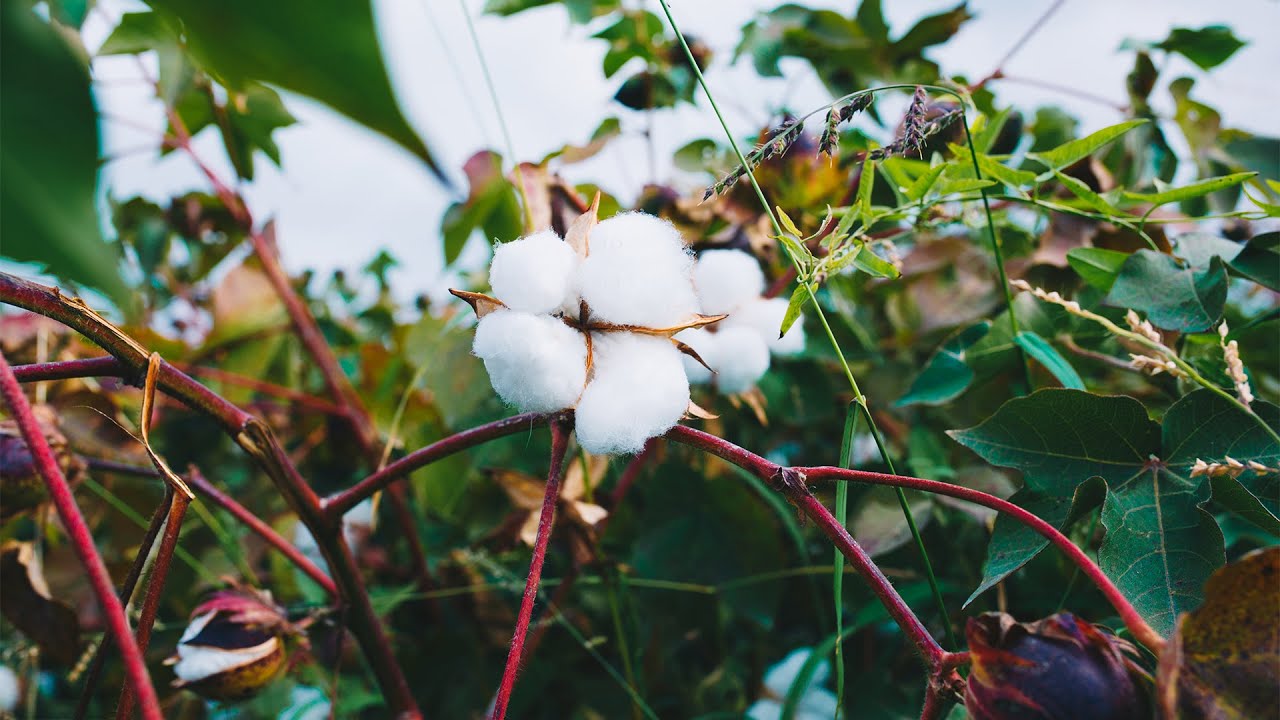 Terre et Progrès du 31 Jan. 2026 | Activités Génératrices de Revenus dans la Filière Coton