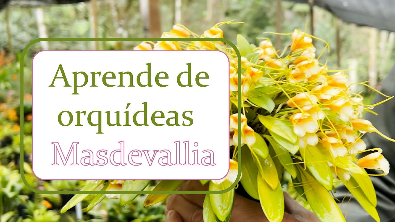 Aprende de orquídeas Masdevallia | Alma del bosque