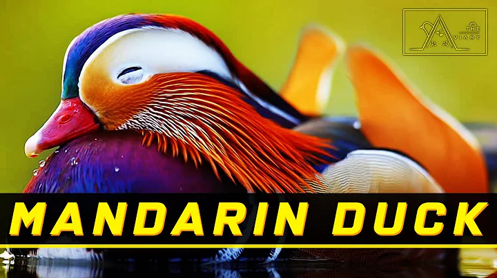 67th Eps - Meet The Mandarin Duck! One Of The Most Beautiful Ducks In The World - DayDayNews
