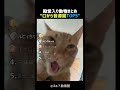 口から音源すぎる猫TOP5 🐱🎼