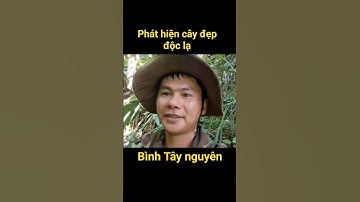 Hái chuối rừng phát hiện ra cây đẹp độc lạ quả ngon #shorts