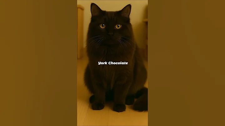 Video 9820281: kitten feline, curious feline, rare cat, fluffy kitten, chocolate cat