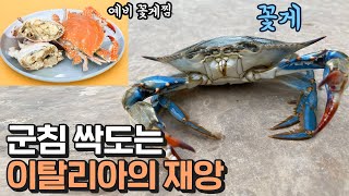 꽃게의 습격으로 비상사태를 선포한 이탈리아