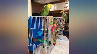 Ware Manufacturing Home Sweet Home Pet Cage for Small Animals - 24 Inches - Colors review