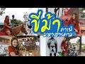 เที่ยวมหาสารคาม กินลม นอนนา ขี่ม้า เลี้ยงควาย @ ขี่ม้าคาเฟ่ สารคราม อำเภอนาเชือก