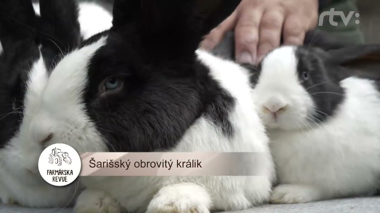 Šarišský obrovitý králik