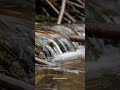 In a remarkable example of natural engineering, beavers constructed a dam that filtered polluted...