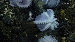 Sit back and enjoy 10 relaxing minutes at the Octopus Garden by MBARI (Monterey Bay Aquarium Research Institute) 14,407 views 4 weeks ago 10 minutes, 2 seconds