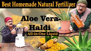 Best Fertilizer for Plants: Aloe Vera & Haldi All in One Liquid Fertilizer #organicfertilizer