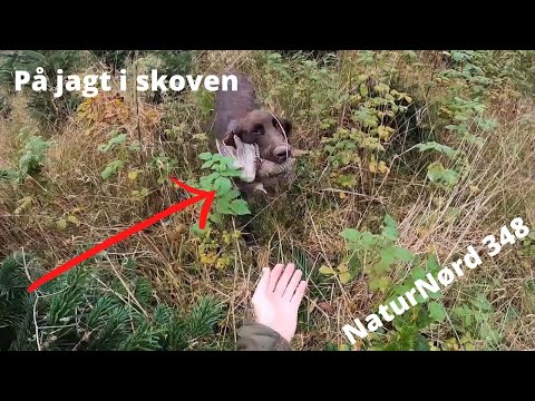 Video: Hvilke Dyr Lever I Løvskove