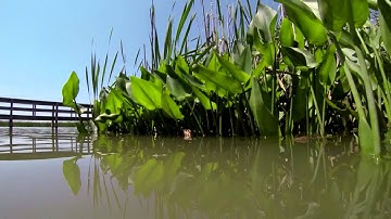 NTMWD: Man-Made Wetlands in N. Texas Help Treat Reclaimed Water