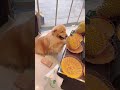 Golden Retriever Trade Time #shorts #dogs