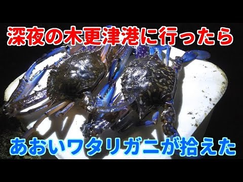 木更津港で生物観察 ハゼ 黒鯛 シーバス シマイサキ イシガニ ワタリガニ コショウダイを発見 Youtube