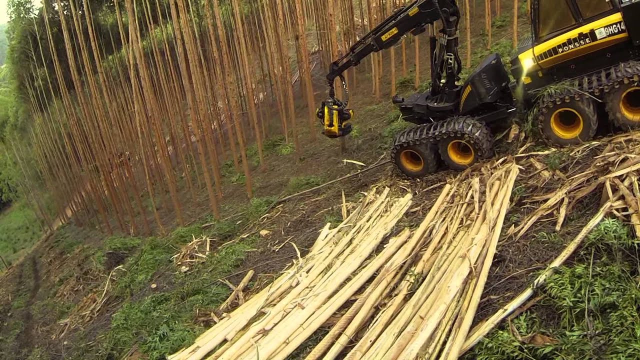 PONSSE Ergo | Logging Eucalyptus | 2014