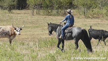 WWR Blue Hollywood - checking/moving cows! - ValleyViewRanch.net