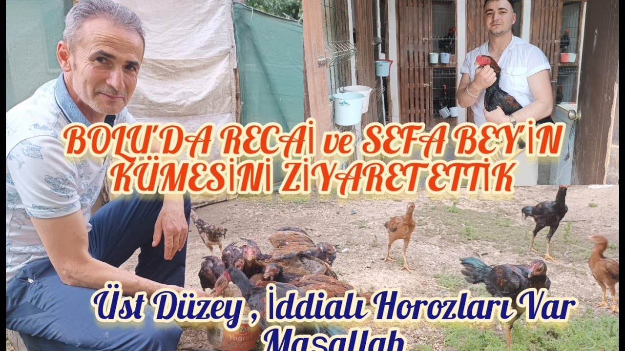 Bolu'da Recai ve Sefa Bey'in Kümesini Ziyaret Ettik. Üst Düzey ,İddialı Horozları Var Maşallah.