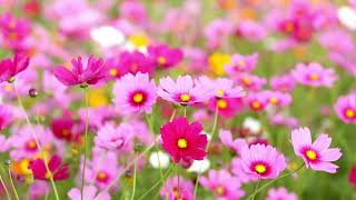 10 Hours of Pink Flowers & Relax Music – Calming Instrumental BGM for Peaceful Days Light Pink Flowers
