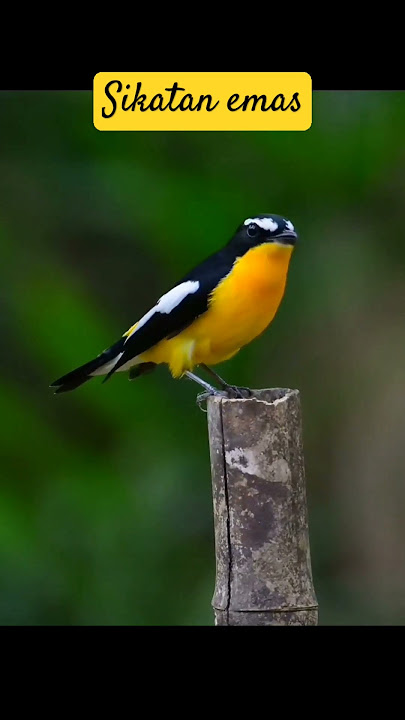 burung sikatan emas #kicaumaniabird #burungsikatan