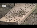 Масова загибель бджіл на Львівщині: кого звинувачують пасічники?