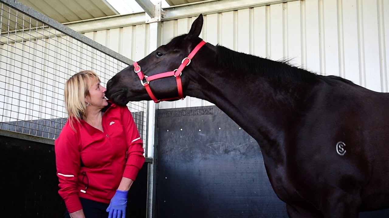 Horse Massage with Deryn Rowe YouTube