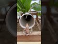 You can train an prehistoric pterodactyl new tricks #hydroponics #shorts