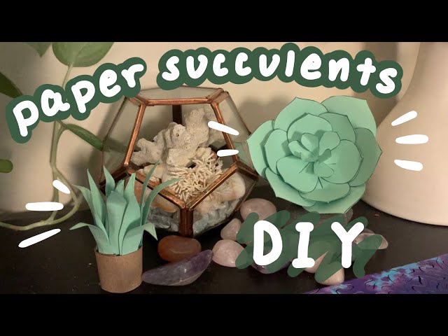 et finger succulent Crassula ovata Variegated 'ET's Fingers' Jade 8 Inch