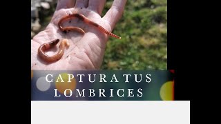 El Lombricero  Cómo encontrar y capturar lombrices epigeas para hacer humus de lombriz  Parte 1