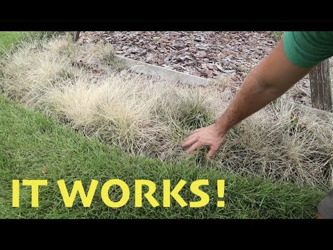 DIY Weed Killer that is SAFE and EFFECTIVE
