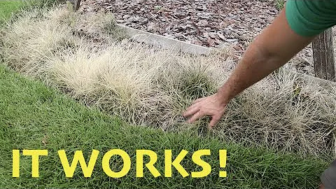 DIY Weed Killer that is SAFE and EFFECTIVE