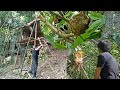Store Bananas For Food And Catch Wild Bees, Survival Instinct, Wilderness Alone (ep60)