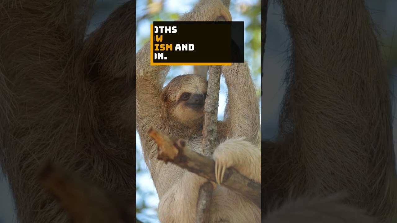 The Incredible Sloth: Only Poops Once a Week 💩 Comment if you knew this fact! 💬👍 Like, Sub, Comment👇
