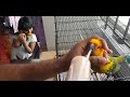 Handfeeding properly for Parrot chicks | How to help the chicks while on weaning stage