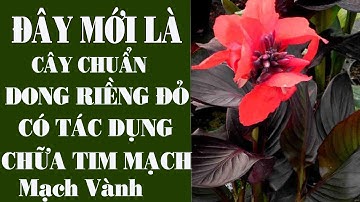 Cây Dong Riềng Đỏ Có 4 loại Đâu Là Loại chữa bệnh tim mạch, mạch vành ?