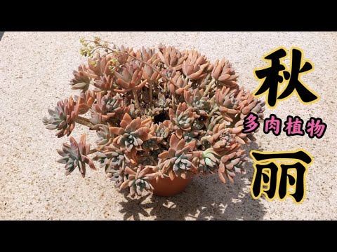 秋丽多肉植物繁殖超快给点阳光就灿烂简单易养养护要点 Youtube