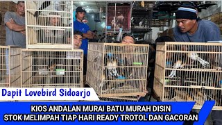 Download Lagu KIOS ANDALAN MURAI BATU MURAH DISINI !!!! STOK MELIMPAH TIAP HARI READY TROTOL DAN GACORAN MP3