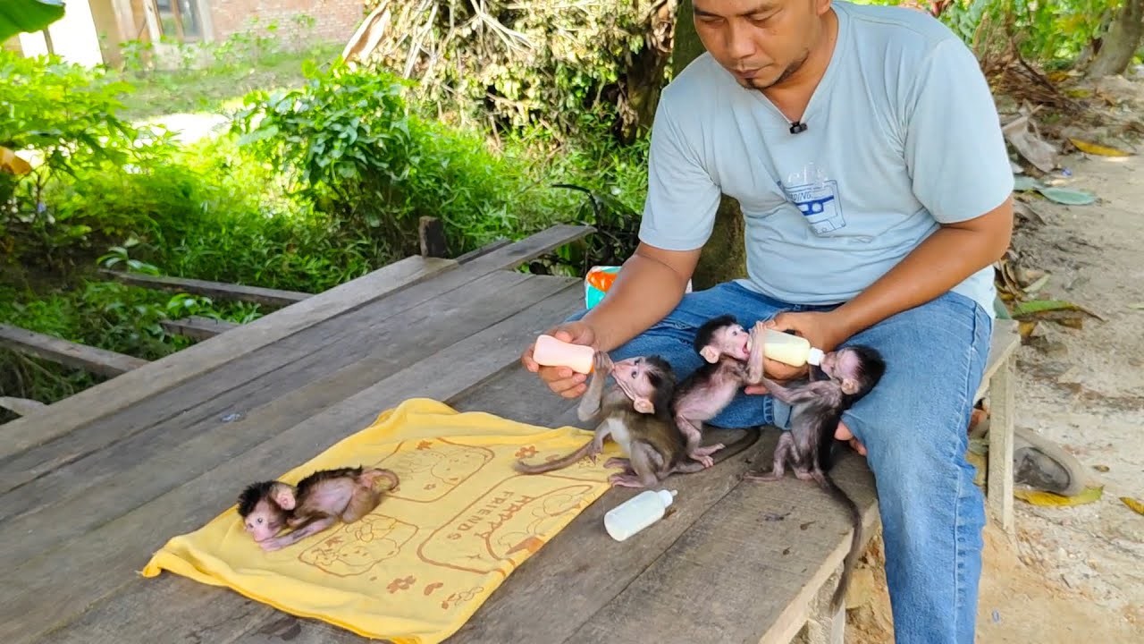 I take care of them like a child myself 🤗 Popo, Pippi, Picko and Molly precious baby monkeys ..