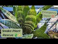 snake plant emergency repot 🌿 after an unexpected fall