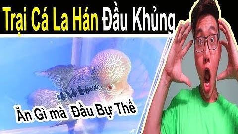 Thăm Quan Trại Cá La Hán Đầu Khủng Và Chim Love Bird 🐠 Ryan Nguyen_The Fish Lover