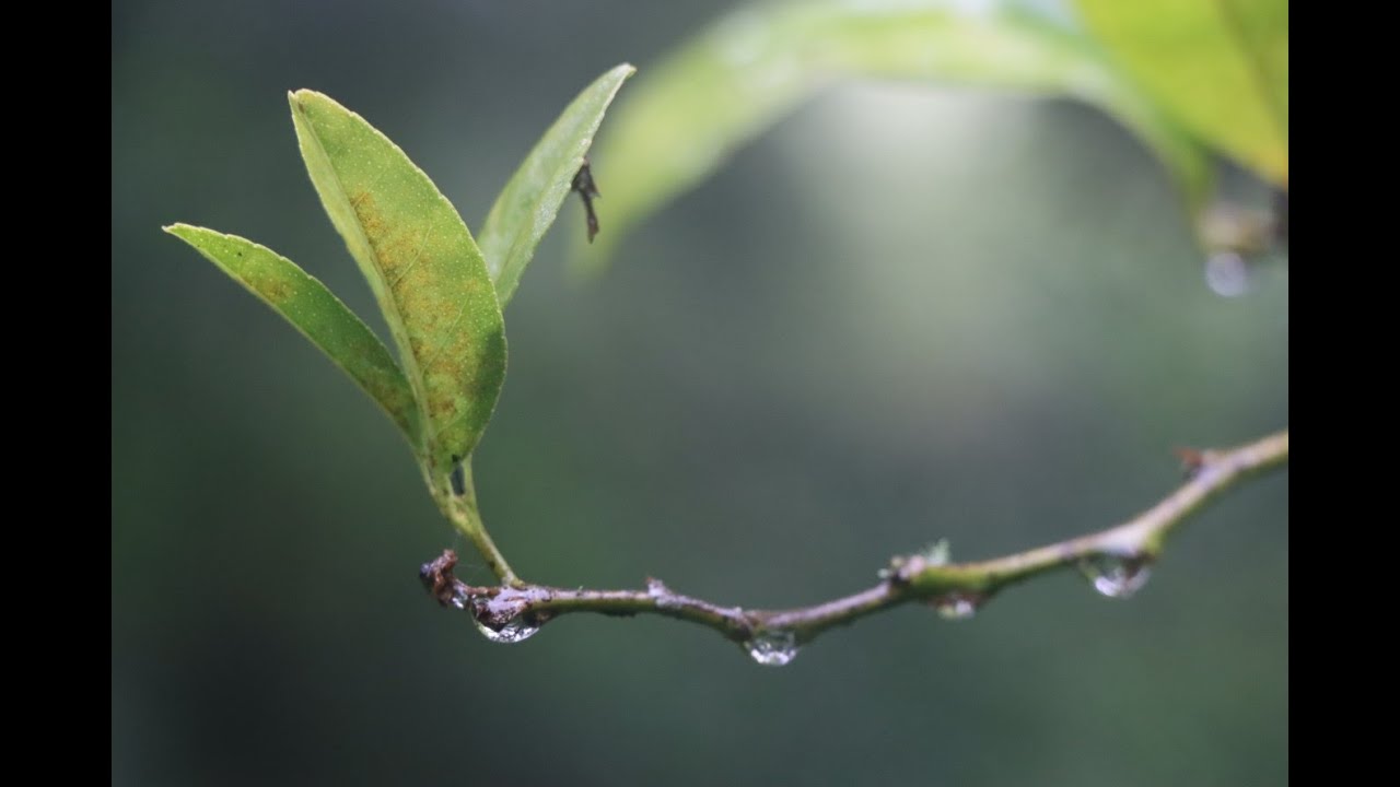 We're In Flood Again!