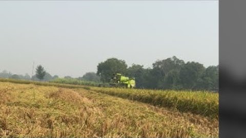 Mini combine 999..#combine #harvester #combinevideo #harvestervideo #tractor #tractorvideo #trending