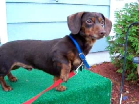 chocolate mini dachshund