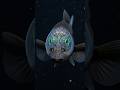 The barreleye fish has one of the strangest heads in the ocean.