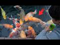 Insane Koi Fish Collection in One Pond!