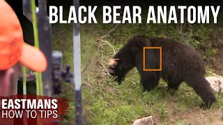 Can you find the kill zone? Black Bear Anatomy