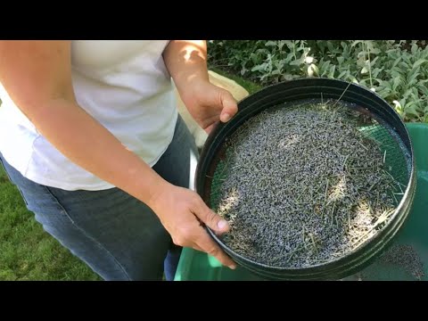 Preparing And Making Lavender Sachets