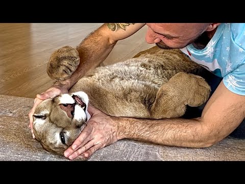 Невероятная дикая кошка, которая живет дома! Пума Месси любит обниматься, ворчать и массаж😍