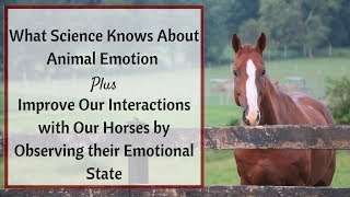 How Horses Experience Emotion & Why it Matters for Our Training