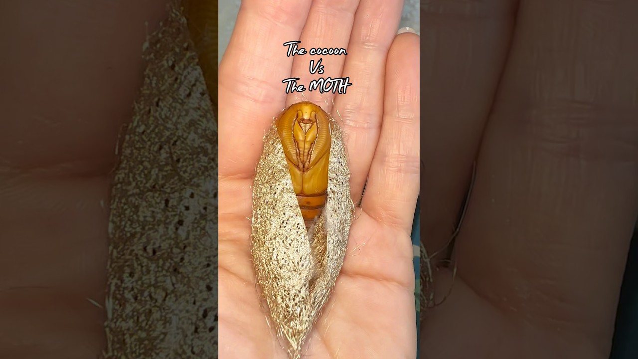 The prettiest Halloween moth! 