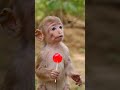 “Funny Monkey Story in 30 Seconds 😂🐒”