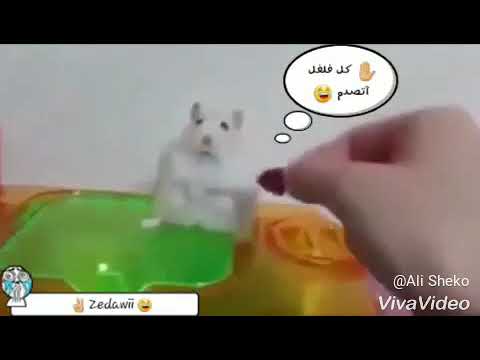 حالة واتس أحمد شبيه ملعون ابوك يا فقر